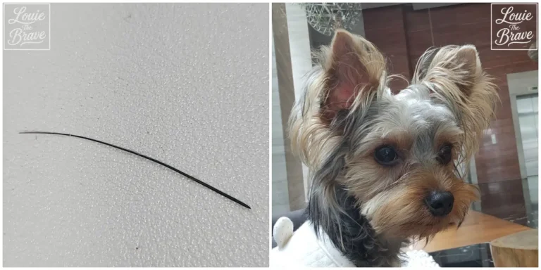 Single black dog whisker on a white surface and a Yorkshire Terrier showing facial whiskers (흰색 표면 위의 검은 강아지 수염 한 가닥과 얼굴 수염이 보이는 요크셔테리어)
