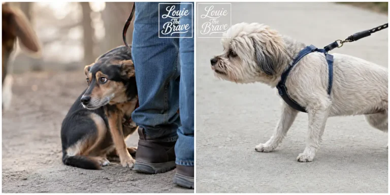 Anxious dog hiding behind a person’s legs and a small dog standing on leash wearing a harness (사람 다리 뒤에 숨은 불안해 보이는 강아지와 하네스를 착용하고 목줄에 연결된 작은 강아지)