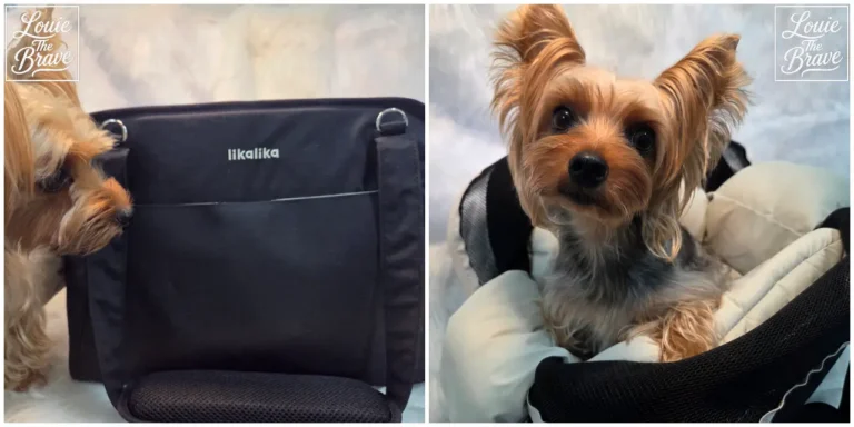 Yorkshire Terrier beside a black pet carrier bag and sitting comfortably inside the carrier (검은 반려동물 이동가방 옆의 요크셔테리어와 이동가방 안에 편안하게 앉아 있는 모습)