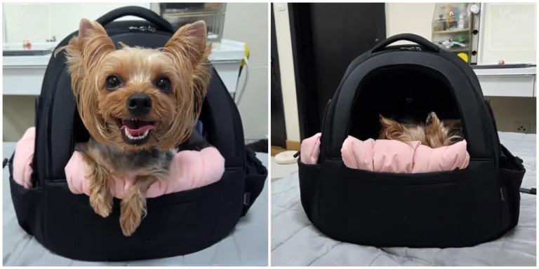Yorkshire Terrier sitting and resting inside a black pet backpack carrier with a pink cushion (분홍색 쿠션이 있는 검은 반려동물 백팩 이동가방 안에 앉아 있고 편안히 쉬는 요크셔테리어)