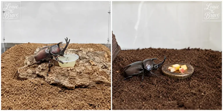 Rhinoceros beetle in a terrarium beside jelly and chopped fruit (젤리와 잘게 썬 과일 옆 사육장에 있는 장수풍뎅이)