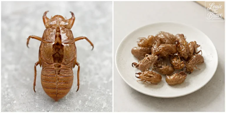 Cicada shell close-up and a plate filled with multiple cicada shells (매미 허물 접사와 여러 개의 매미 허물이 담긴 접시)