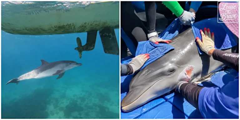Dolphin swimming underwater beside a boat and receiving wound treatment from rescuers on deck (배 옆 수중을 헤엄치는 돌고래와 갑판에서 구조대원들에게 상처 치료를 받는 모습)