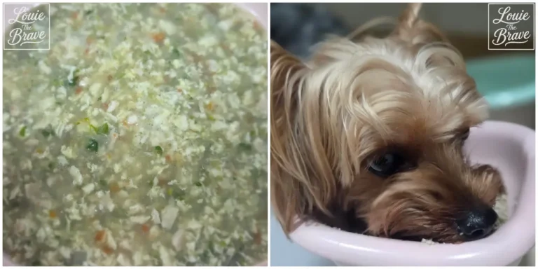 Homemade dog food with finely chopped ingredients in broth and a Yorkshire Terrier eating from a pink bowl (잘게 다진 재료가 들어간 국물 형태의 강아지 수제식과 분홍색 그릇에서 먹는 요크셔테리어)