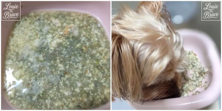 Homemade dog food with finely chopped ingredients in broth and a Yorkshire Terrier eating from a pink bowl (잘게 다진 재료가 들어간 국물 형태의 강아지 수제식과 분홍색 그릇에서 먹는 요크셔테리어)