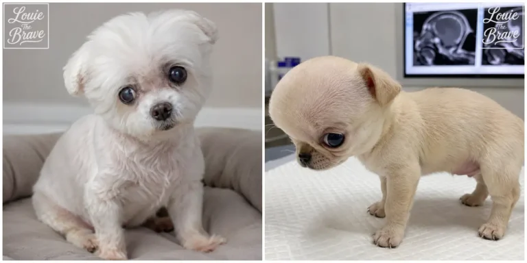 Small white dog with prominent eyes and a young puppy at a veterinary clinic with brain scan images in the background (눈이 크게 돌출되어 보이는 작은 흰 강아지와 뇌 스캔 영상이 보이는 동물병원의 어린 강아지)