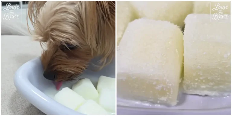 Yorkshire Terrier eating white frozen treats from a bowl and close-up of the frozen cubes (그릇에 담긴 흰색 냉동 간식을 먹는 요크셔테리어와 냉동 큐브 접사)