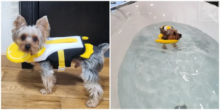 Yorkshire Terrier wearing a yellow dog life jacket and floating in water while wearing the life jacket (노란색 강아지 구명조끼를 착용한 요크셔테리어와 구명조끼를 입고 물에 떠 있는 모습)