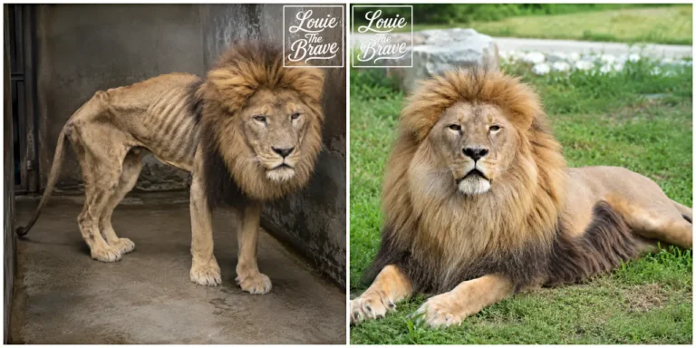 Very thin male lion standing indoors and a healthy-looking male lion resting on grass (매우 마른 수사자가 실내에 서 있는 모습과 건강해 보이는 수사자가 잔디 위에 누워 있는 모습)