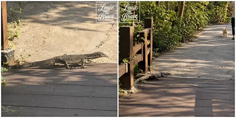 Monitor lizard crossing a wooden path and resting beside a forest walkway as a person walks a dog nearby (나무길을 가로지르는 왕도마뱀과 숲길 옆에 쉬고 있는 왕도마뱀, 근처에서 강아지를 산책시키는 사람)