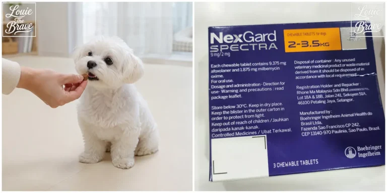 Small white dog taking a chewable tablet and NexGard Spectra package for 2–3.5 kg dogs (씹어 먹는 정제를 먹는 작은 흰 강아지와 2~3.5kg용 넥스가드 스펙트라 패키지)