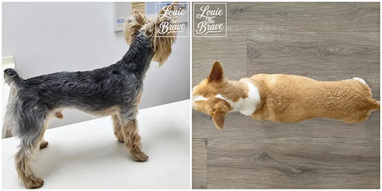 Slim Yorkshire Terrier in side profile and overweight Corgi viewed from above (옆모습의 날씬한 요크셔테리어와 위에서 본 과체중 코기)