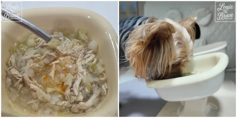 Homemade dog food with shredded meat and vegetables in a bowl, and a Yorkshire Terrier eating from a raised bowl (잘게 찢은 고기와 채소가 들어간 강아지 수제식과 높은 그릇에서 먹는 요크셔테리어)