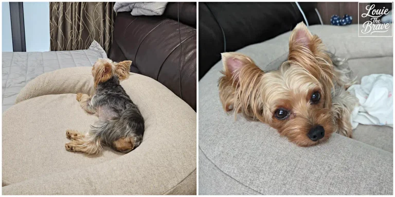 Louie the Yorkshire Terrier resting on a beige MONGZE Airnet Pet Bed, shown lying on the bed and resting his head on the bolster (베이지색 몽제 에어네트 펫 베드에서 쉬는 요크셔테리어 루이, 침대에 누운 모습과 사이드 쿠션에 턱을 괸 모습)