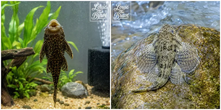 Suckermouth catfish attached to aquarium glass and resting on a rock with fins spread (수조 유리에 붙어 있는 흡착메기와 지느러미를 펼친 채 바위 위에 붙어 있는 모습)