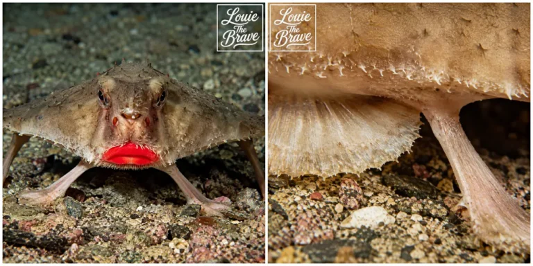 Red-lipped batfish on the seafloor with a close-up of its fin-like limbs (해저에 있는 붉은입술박쥐고기와 다리처럼 보이는 지느러미 접사)