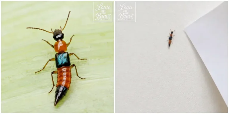 Rove beetle close-up and a small rove beetle crawling on an indoor wall (반날개벌레 접사와 실내 벽을 기어가는 작은 반날개벌레)