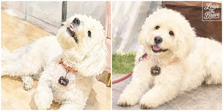 White Sapsali dog Jjang-a lying indoors in two side-by-side photos (실내에 누워 있는 흰색 삽살개 짱아의 나란한 두 사진)