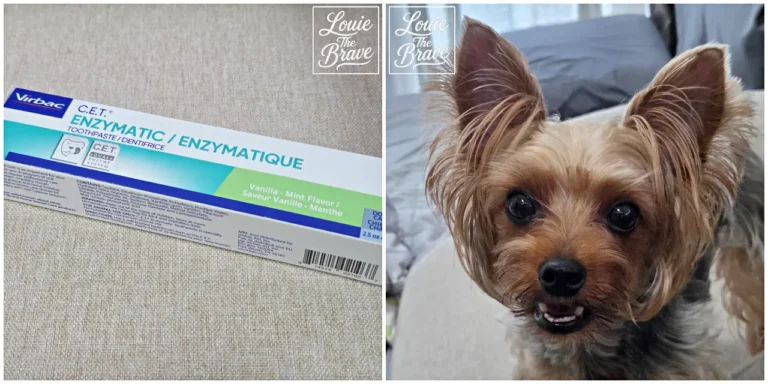 Virbac C.E.T. enzymatic dog toothpaste package beside a Yorkshire Terrier (버박 C.E.T. 효소 강아지 치약 패키지와 요크셔테리어)