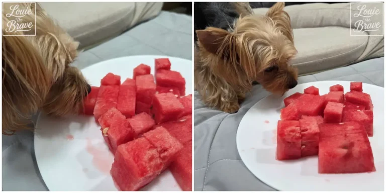Yorkshire Terrier sniffing and eating cubed watermelon from a white plate (흰 접시에 담긴 깍둑썰기 수박을 냄새 맡고 먹는 요크셔테리어)