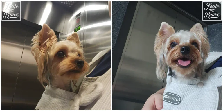 Louie the Yorkshire Terrier riding in a Ritogato front dog carrier inside an elevator (리토가토 앞가방 후기 . 가방에 들어가 있는 요크셔테리어 루이)