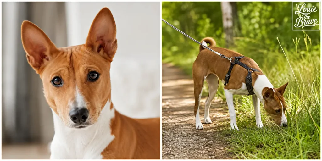 현재 이미지: Red-and-white Basenji shown in a close-up portrait and sniffing grass on leash outdoors (붉은색과 흰색 바센지의 얼굴 클로즈업과 야외에서 리드줄을 착용하고 풀 냄새를 맡는 모습)