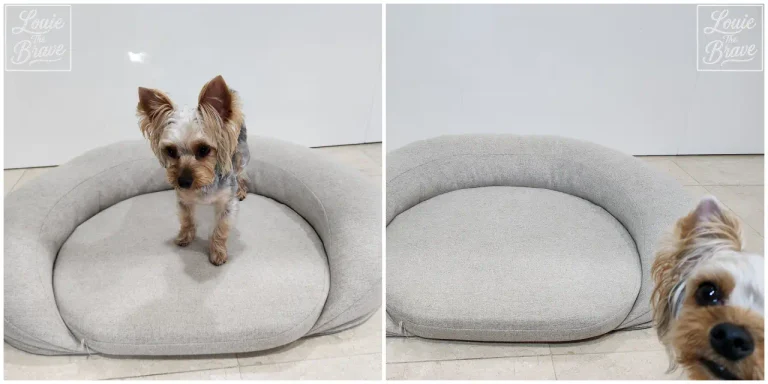 MONGZE pet bed review image showing Louie the Yorkshire Terrier standing on a beige bolster bed in one panel and peeking beside it in the other (한쪽에는 베이지색 몽제 에어네트 펫베드 후기 위해 위에 서 있고 다른 쪽에는 옆에서 고개를 내민 요크셔테리어 루이)