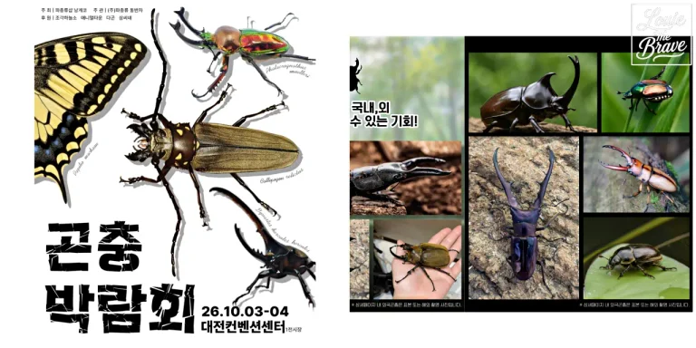 Daejeon Insect Expo 2026 poster and photo collage of stag beetles and rhinoceros beetles (대전 곤충박람회 2026 포스터와 사슴벌레·장수풍뎅이 사진 콜라주)