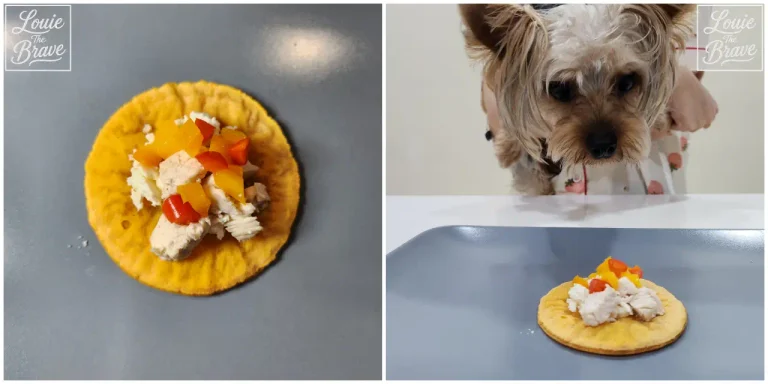homemade sweet potato dog treats topped with cooked chicken and red and yellow bell pepper while Louie watches from behind the tray (익힌 닭가슴살과 빨강·노랑 파프리카를 올린 강아지 고구마 수제간식과 트레이 뒤에서 바라보는 루이)