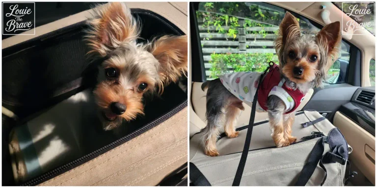Maelson Soft Kennel review photo showing Louie the Yorkshire Terrier inside the crate and standing on it in a car (멜슨 소프트 켄넬 안과 위에서 자동차에 있는 요크셔테리어 루이)