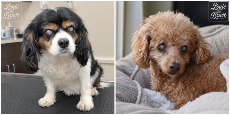 Two small dogs with cloudy, opaque eyes illustrating cataracts in dogs (강아지 백내장 예방을 위해 보여주는 흐리고 불투명한 눈의 두 소형견)
