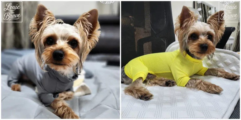 Mandarine Brothers Insect Shield Suit Review showing a Yorkshire Terrier in gray and lemon full-body suits (만다린브라더스 인섹트쉴드 수트 후기, 회색과 레몬색 올인원 옷을 입은 요크셔테리어)