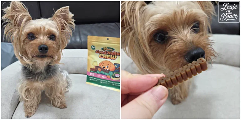 Breezen Good Night Chew with Louie beside the XS pouch and sniffing a ridged dental chew (브리젠 굿나잇츄 후기: XS 포장 옆에 선 루이와 돌기형 덴탈껌을 가까이 맡는 모습)