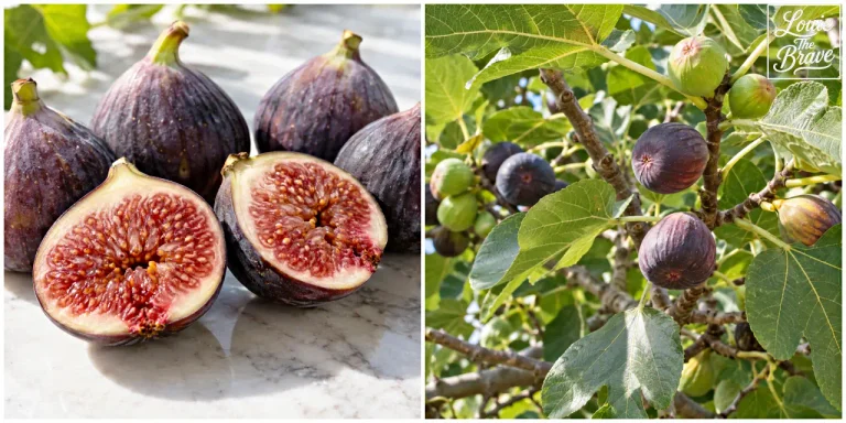 Can dogs eat figs: ripe fresh figs cut open beside a fig tree with green and purple fruit (강아지 무화과 급여 정보를 위한 잘 익은 생무화과 단면과 초록색·보라색 열매가 달린 무화과나무)