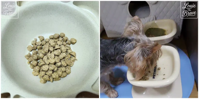 Carna4 dog food Easy-Chew nuggets in a bowl beside Louie, a Yorkshire Terrier, eating from a raised feeder (그릇의 카르나4 사료 이지츄 알갱이와 높이 조절 식기에서 먹는 요크셔테리어 루이)