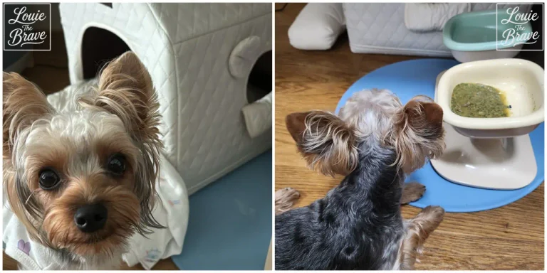 Yorkshire Terrier Louie beside a bowl of rehydrated The Honest Kitchen dehydrated dog food (요크셔테리어 루이가 물에 불린 디어니스트키친 탈수건조 터키 사료 앞에 있는 모습)