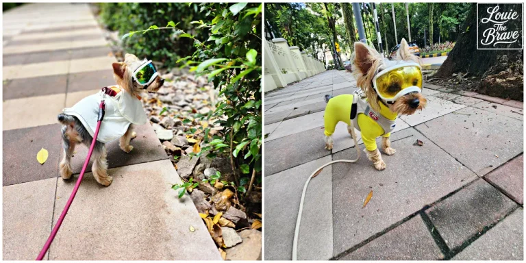 Rex Specs dog goggles review: small Yorkshire Terrier wearing green mirror and yellow lenses during outdoor walks (렉스스펙스 강아지 고글 후기: 야외 산책 중 그린 미러와 옐로우 렌즈를 착용한 소형 요크셔테리어)