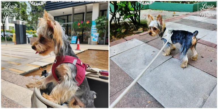 Yorkshire Terrier Louie wearing Ruby and Light-Tan Curli harnesses during outdoor walks (야외 산책 중 루비와 라이트탄 큘리 하네스를 착용한 요크셔테리어 루이)