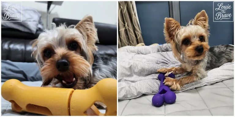 Yorkshire Terrier Louie using yellow and purple PizzleGrip bully stick holder (요크셔테리어 루이가 노란색과 보라색 피즐그립 강아지 푸드클립을 사용하는 모습)