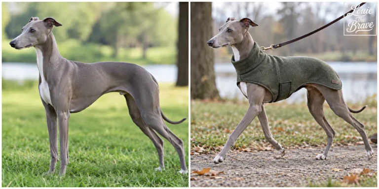 Italian Greyhound standing on grass beside another wearing a green coat on leash (잔디에 서 있는 모습과 초록색 코트를 입고 리드줄 산책 중인 이탈리안 그레이하운드)
