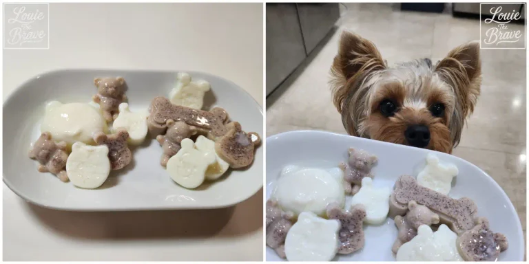 Homemade dog jelly treats with lactose-free milk and carob on a white plate (흰 접시에 담긴 락토프리 우유와 캐롭으로 만든 강아지 우유 젤리 간식)