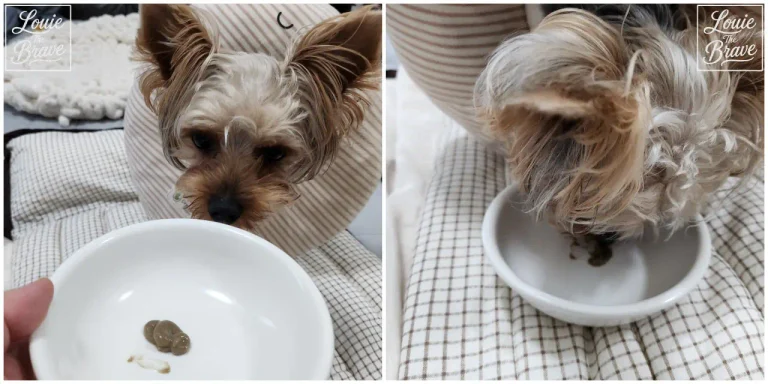 Pro-Kolin Advanced for dogs paste in a white bowl as Louie, a Yorkshire Terrier, sniffs and licks it (흰 그릇에 담긴 강아지 설사 유산균 프로콜린 어드밴스드독 페이스트를 요크셔테리어 루이가 냄새 맡고 핥는 모습)