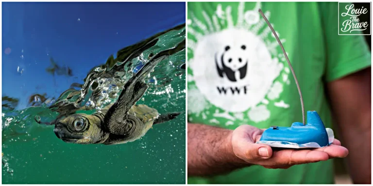 How to help sea turtles through conservation, showing a sea turtle swimming beside a person holding a marine tracking device (바다를 헤엄치는 바다거북과 해양 추적 장치를 들고 있는 사람을 나란히 보여주는 바다거북 보호 활동)