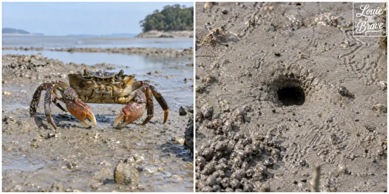 Smile crab on a Korean mudflat beside a burrow entrance (스마일게 키우기:한국 갯벌에서 굴 입구 옆에 있는 스마일게)