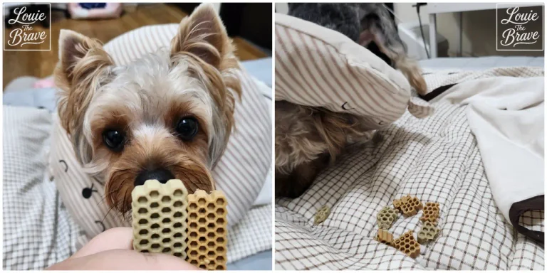 Honeycomb Chews dental treat in two sizes held in front of a Yorkshire Terrier, with cut chew pieces on the bed (요크셔테리어 앞에 크기가 다른 허니콤츄 덴탈껌 두 개를 들고 있고 침대 위에 잘라 놓은 덴탈껌 조각이 있는 모습)