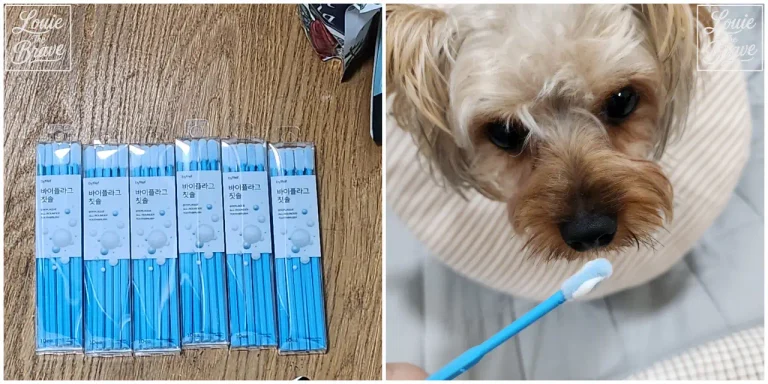BYEPLAQUE Dog Toothbrush Review with six packaged blue brushes and Louie looking at a small brush head (바이플라그 칫솔 6개와 작은 칫솔모를 바라보는 루이)