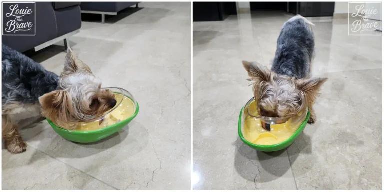 dog nose work toy shaped like an avocado used by a Yorkshire Terrier (요크셔테리어가 사용하는 포우퀘스트 아보카도 노즈워크 강아지 장난감)