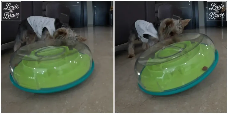 Nina Ottosson Wobble Bowl review showing Louie the Yorkie using the green puzzle feeder (니나오토슨 워블보울 퍼즐 피더를 사용하는 요크셔테리어 루이)