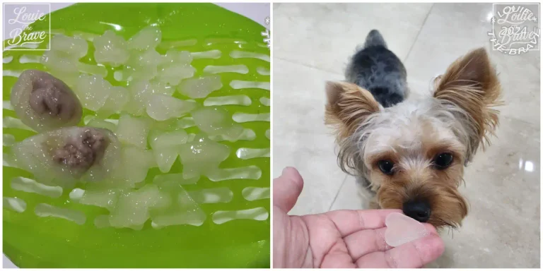 Dog rice cake recipe with tapioca tteok and beef dumplings on a green tray beside Louie sniffing a small piece (강아지 떡 만들기: 초록 트레이의 타피오카 떡과 소고기 만두, 작은 떡을 냄새 맡는 루이)