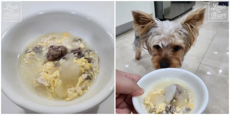 Dog Tteokguk Recipe with translucent tapioca tteok pieces on a green plate and Louie the Yorkshire Terrier smelling one bite (강아지 떡국 만들기 레시피, 초록 접시 위 투명한 타피오카 떡과 한 조각의 냄새를 맡는 요크셔테리어 루이)